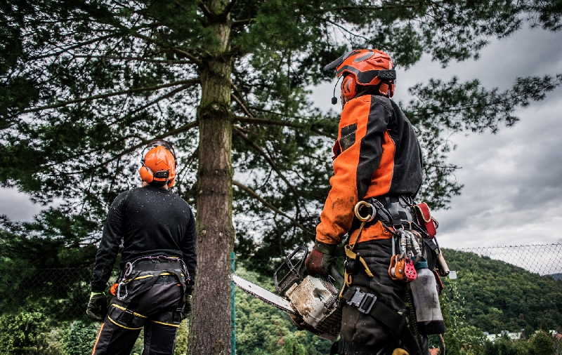 Forestal e Peas Para Motosserra: